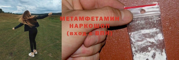 сатива Новозыбков
