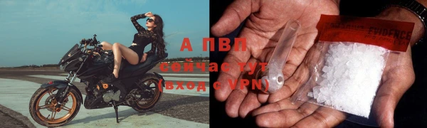 сатива Новозыбков